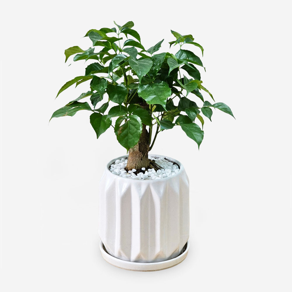 cay-hanh-phuc-mini-chau-su-khia-nho-1