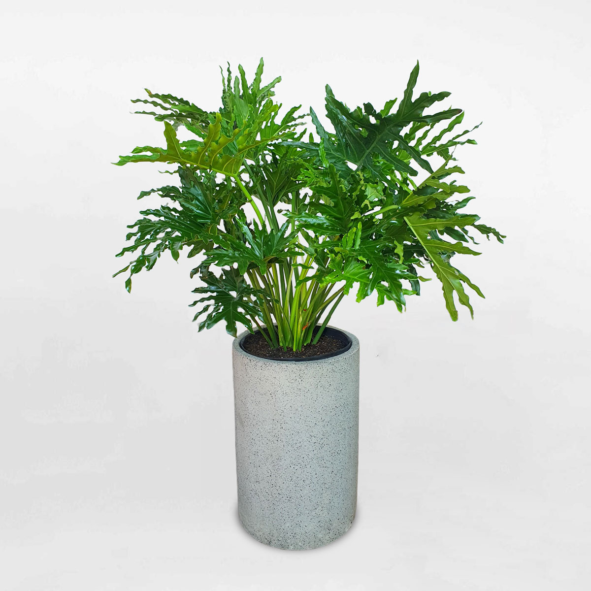 cay-trau-ba-thanh-xuan-chau-da-mai