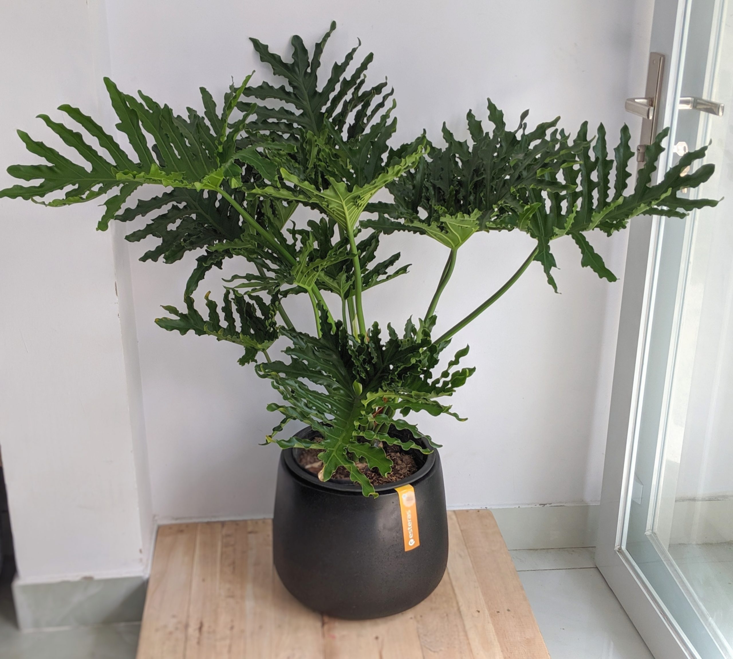 cay_trau_ba_thanh_xuan_la_cay_gi_a5f831a5e0