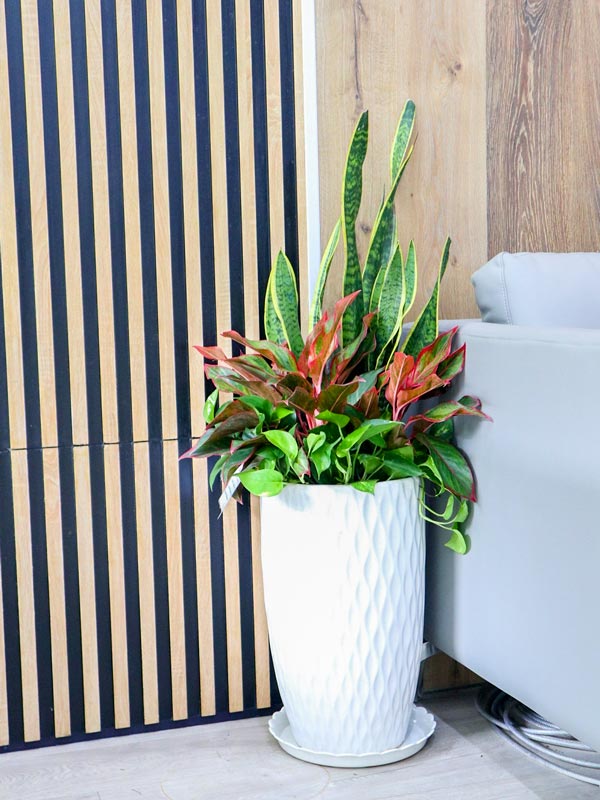 chau-cay-luoi-ho-dung-phoi-ket