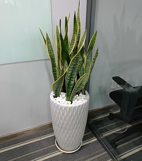 thumb_chau-cay-luoi-ho_chau-cay-luoi-ho-noi-that-4