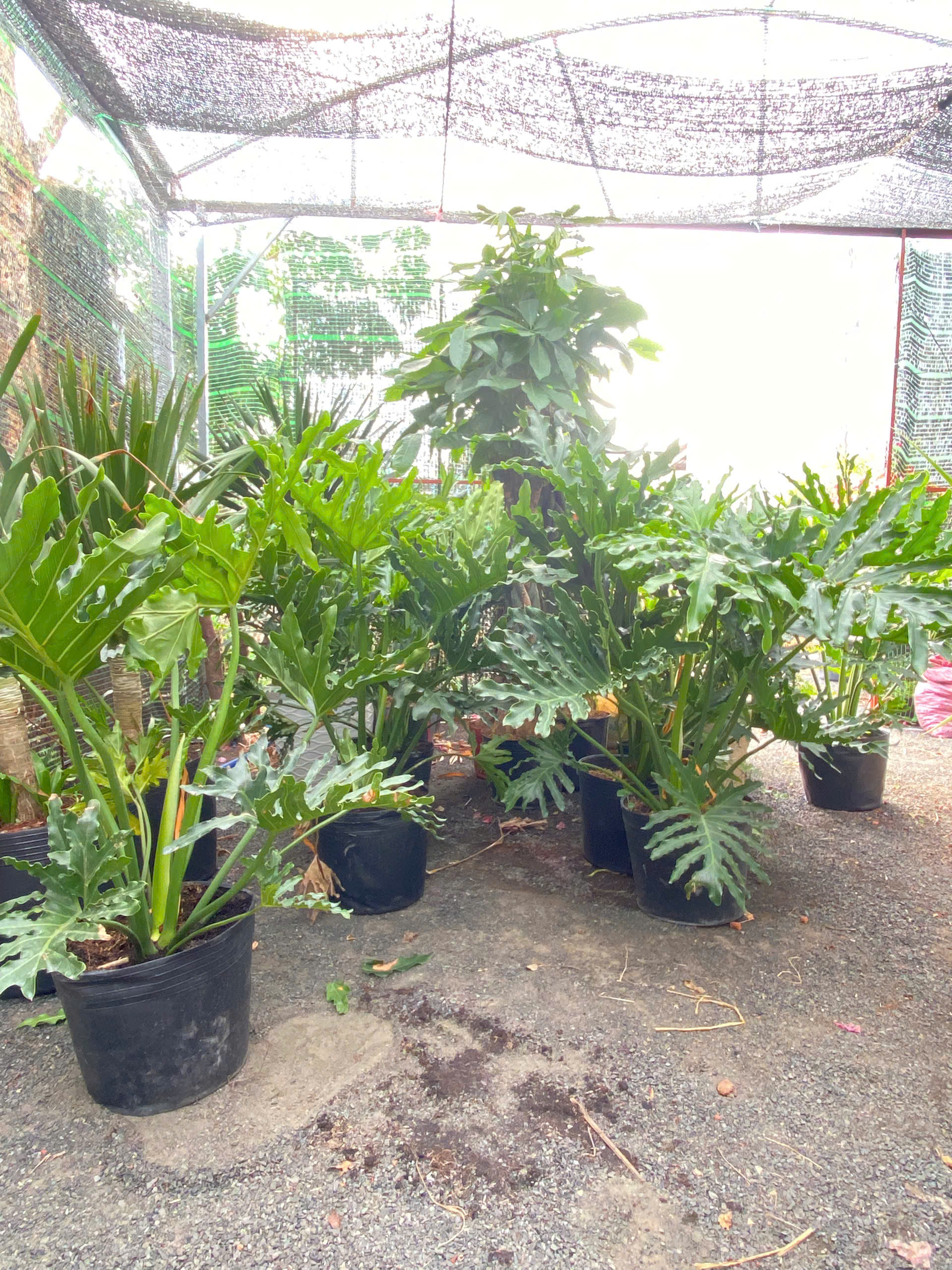 trầu bà thanh xuân chậu ươm