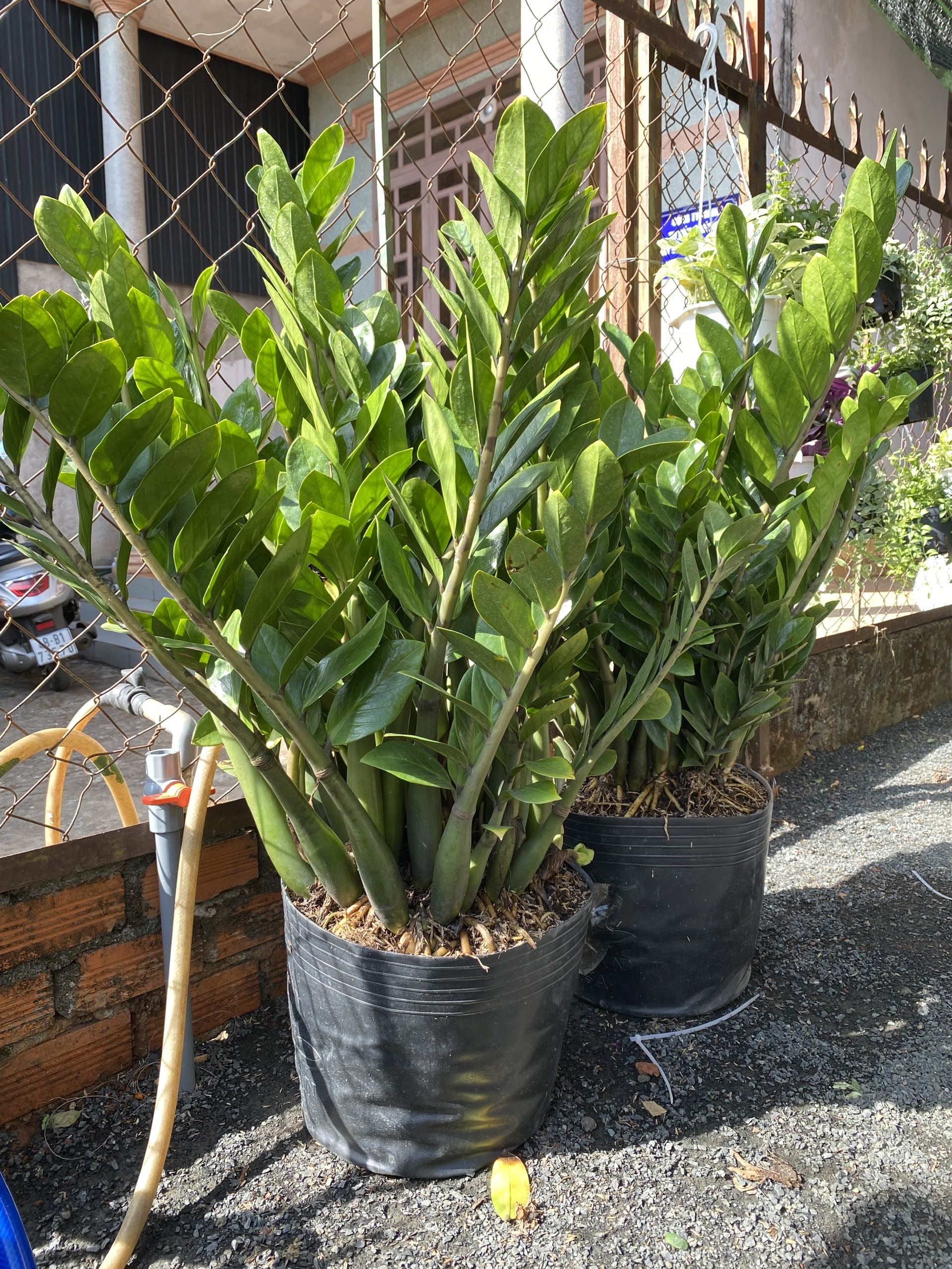 z6506048475054_a1f4ae0a2bb588a3c1764be4aa252762